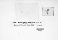 Marasmiellus ramealis image